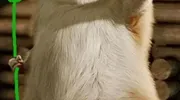 游戏与神话的结合(六)六丁六甲,从不吃素 游戏与神话的结合(六)六丁六甲,从不吃素